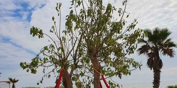 L’Ajuntament ha substituït l’arbre “Bellaombra” que va caure, per un altre de la mateix espècie