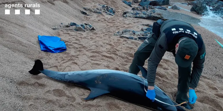 Els Agents Rurals investiguen la causa de la mort d'un dofí llistat aparegut a la Platja de Santa Susanna