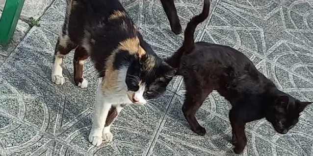 Crida per trobar voluntaris que vulguin tenir cura de colònies de gats