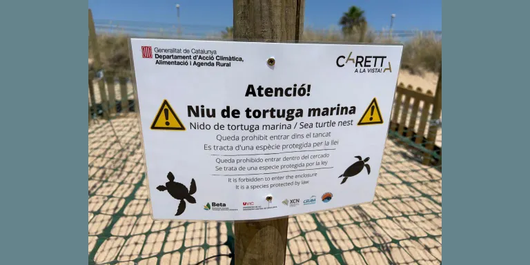 Es busquen voluntaris per a tenir cura del niu de tortuga careta trobat a Malgrat de Mar