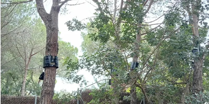 Roben les bosses d’erugues processionàries col·locades als arbres