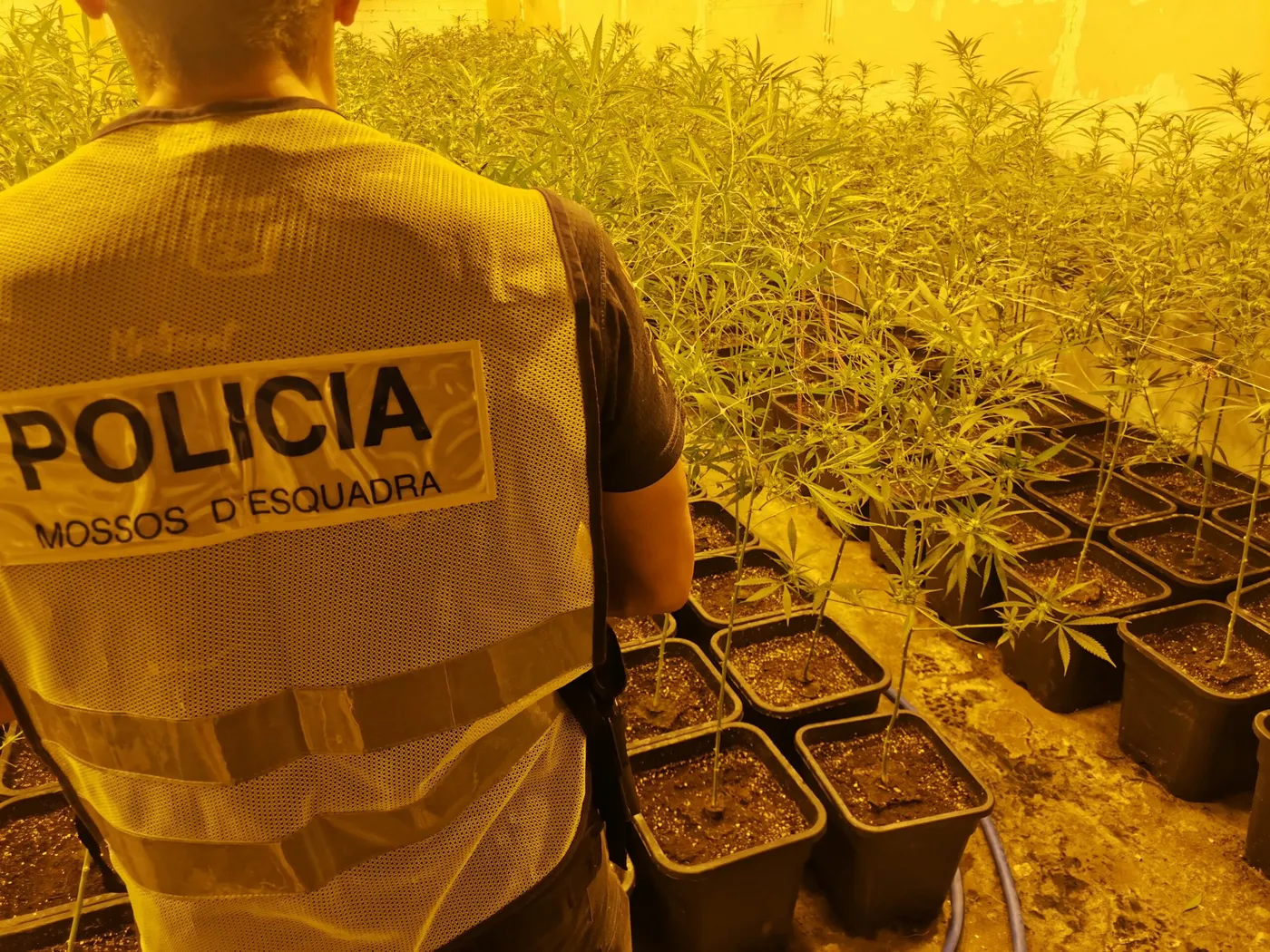 Els Mossos d'Esquadra detenen dos homes per cultivar més de 1.200 plantes de marihuana en una nau industrial en desús a Torà