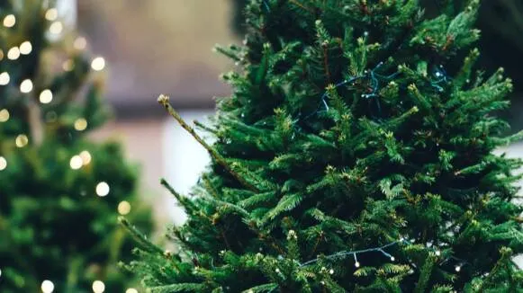 L’Ajuntament de Caldes ha habilitat espais per recollir els arbres de Nadal