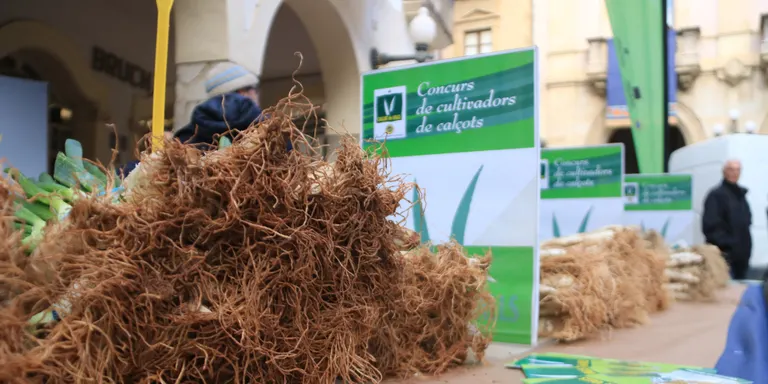 Els pagesos del Baix Gaià preveuen una bona temporada de calçots