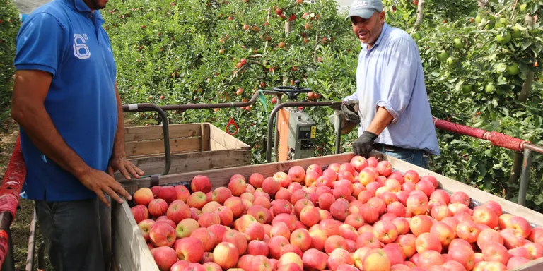 La sequera no frena la producció de poma de Girona i preveuen recollir-ne més de 88.500 tones