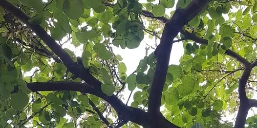 Control biològic de plagues als parcs municipals i arbrat viari