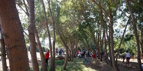 El Morell es bolca amb la primera Plantada Popular