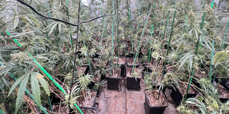 Dos detinguts i dues plantacions de marihuana desmantellades en pisos de Manresa