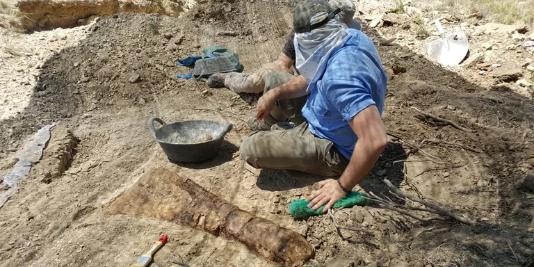 Troben una costella de titanosaure de més de dos metres a la conca de Tremp