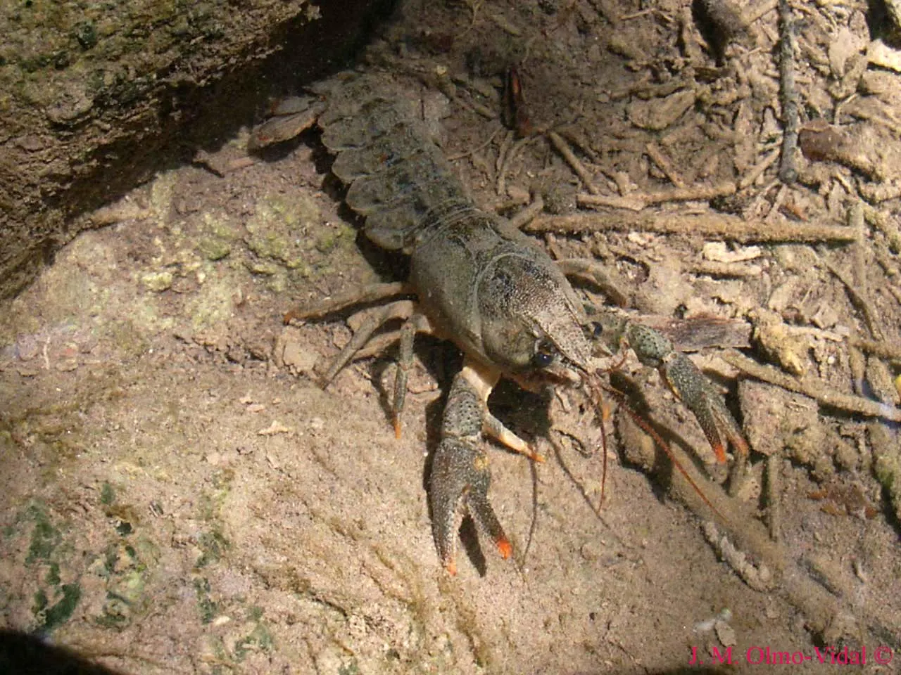 El Montnegre encara conserva una petita població autòctona de cranc de riu