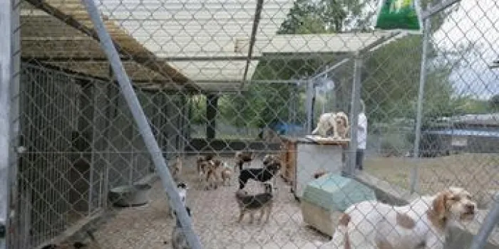 Les protectores recorden que regalar un animal no és regalar una joguina