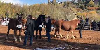 Cinc premis per a l'Alt Urgell al Concurs Nacional de Cavall Pirinenc Català